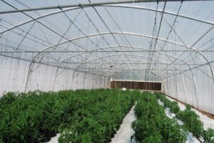 10m tunnel with plants
