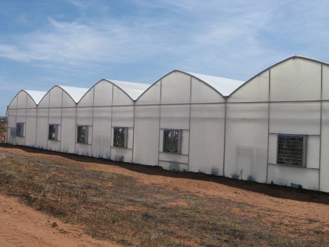 8m multispan gothic 1